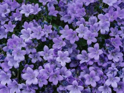 Slow Flow Meditation Music