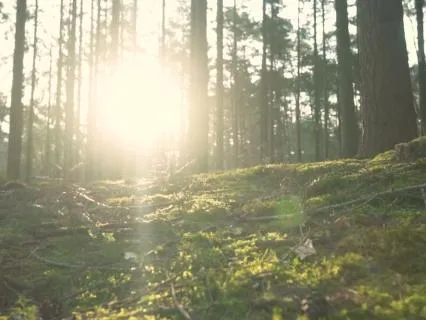 Slow Forest Light For Deep Body Rest