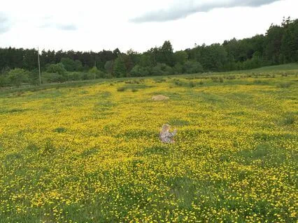 Slow Life Meditation