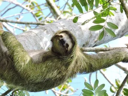 Slow Light — A Journey With The Spirit Of Sloth