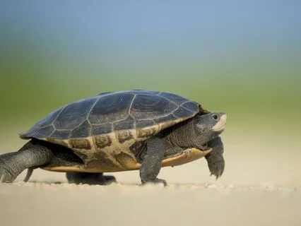 Slow Motion Meditation: Unlock Grounded Effortless Power