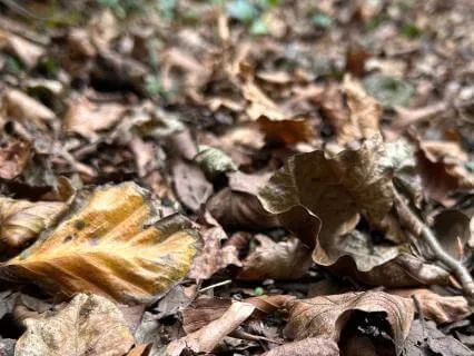 Slowing Down And Noticing - Oct 18