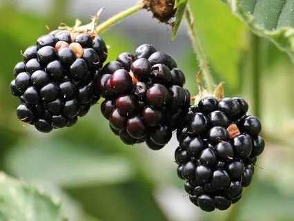 Slowing Down, Asking For Help, Finding Gratitude - Sept 09