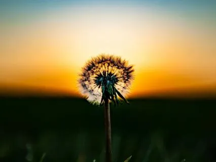 Slowing Down The Mind