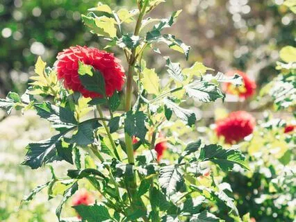 Slug The Snail - A Story About Slowing Down