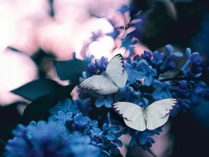 Small Journeys Into The Vastness Of Self | Flutters