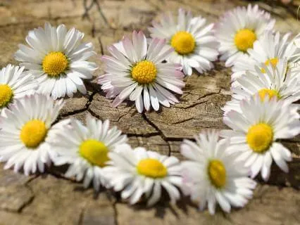 Smile With Joy | Tibetan & Crystal Bowl