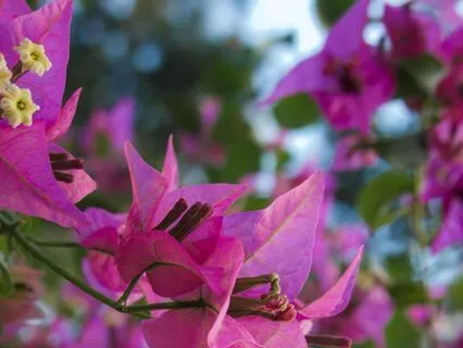 Smiling Energy For Rejuvenation