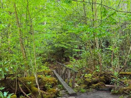 Smoky Mountain Nature Bathing: Water & Birdsong