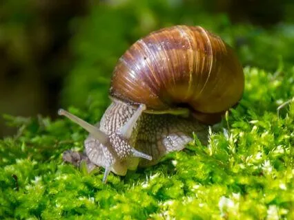 Snail Breathing For Slowing Down