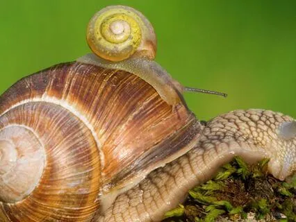 Snail Trail Sonata Ambience For Relaxation