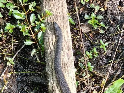 Snake Spirit Animal Activation Meditation