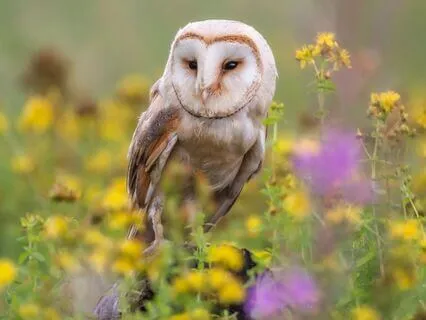 Snippets Of Wisdom #19: Manifesting The Invisible