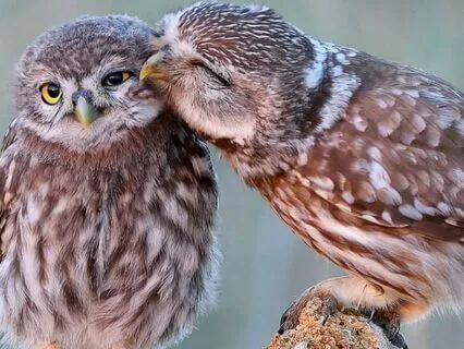 Snippets Of Wisdom #32: Where To Get Advice