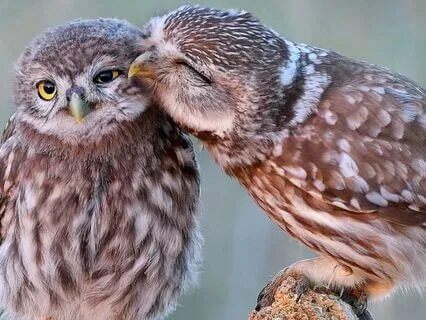 Snippets Of Wisdom #36: Seeking Approval And Security