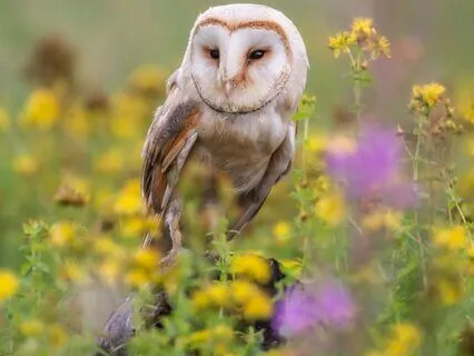 Snippets Of Wisdom #37: Birthing Desire