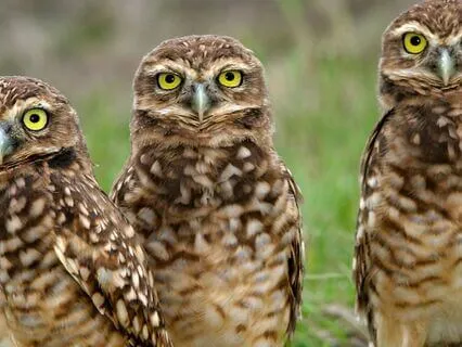 Snippets Of Wisdom #44: The Art Of Joy