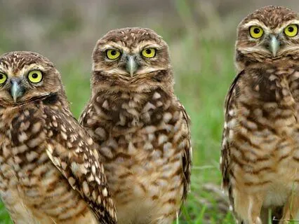 Snippets Of Wisdom #11: Do Not Act Yet: Wait For Inspiration