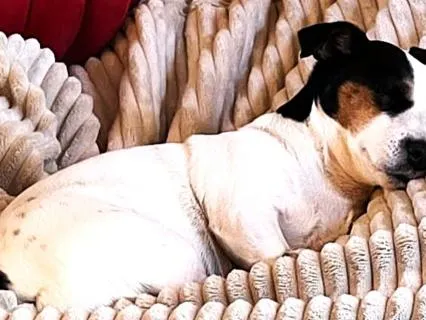 Snoring Dog For Sleep And Peaceful Feelings