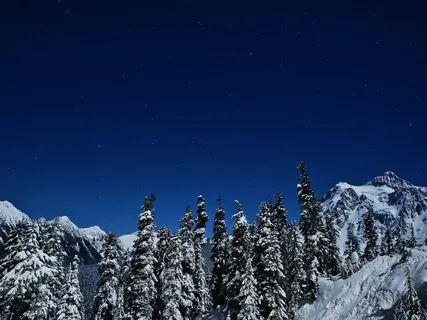 Snow In The Forest At Dusk
