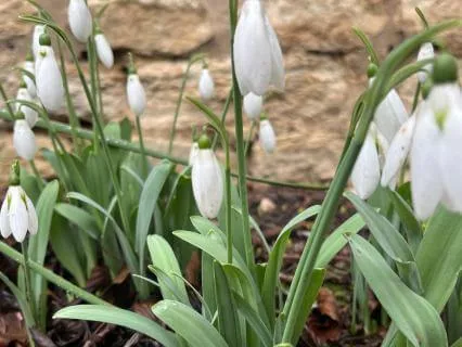 Snowdrop Meditation For Patience And Inner Strength