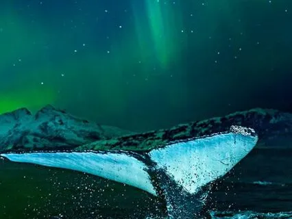 Snowfall Winter Ambience 2H Singing Whales & Northern Lights