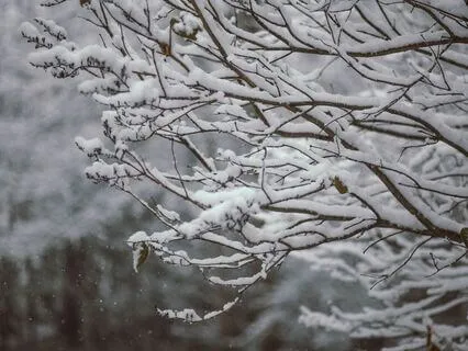 Snowfall - Gentle, Celestial, Calming Harp