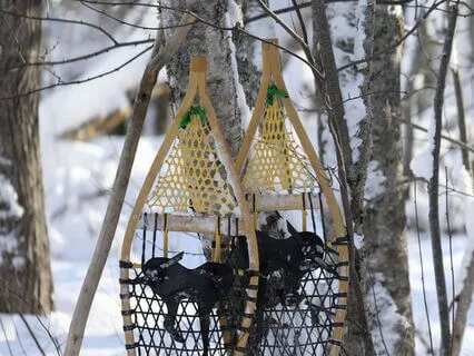 Snowshoeing Through A Frosted Forest Soundscape