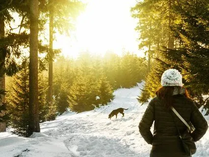 Snowy Dog Walk In Scotland (Sleep Story)