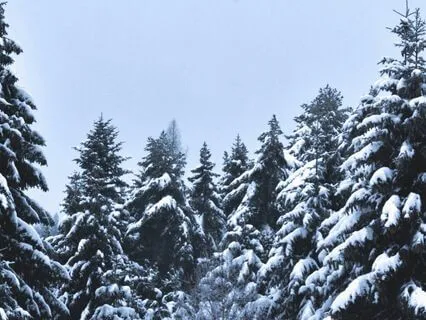 Snowy Pines