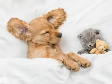 Snug As A Bug In A Rug