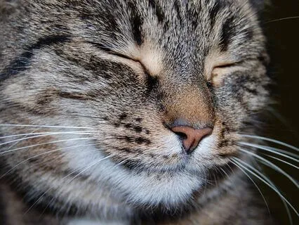 Snuggly Meditation For Cats And Their Humans - Safe And Soft