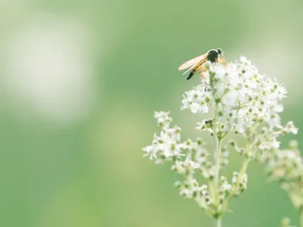 So Hum Mantra Meditation With Soul Questions