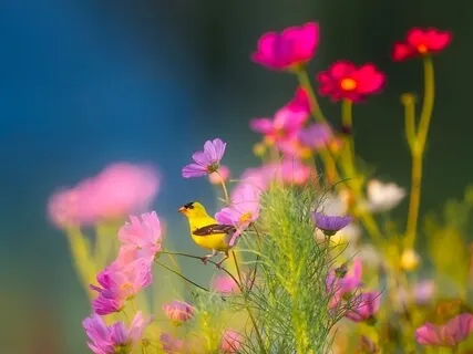 So Hum Mantra Meditation