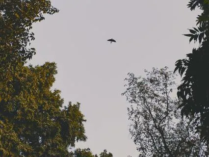 So Soft - Root Chakra Violins and Piano