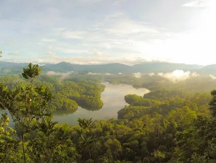 Soar Above | Amazing Soundscape Flying Above Jungle Canopy