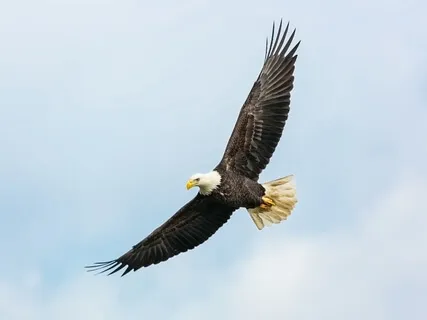Soaring Eagle