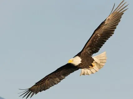 Soaring With The Eagle