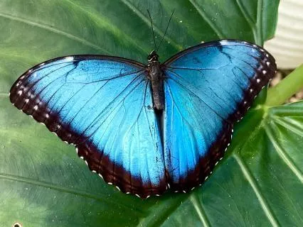 Social Butterfly Looped Affirmations