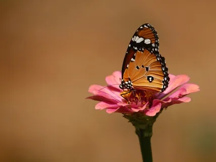 Social Distancing As A Metamorphosis