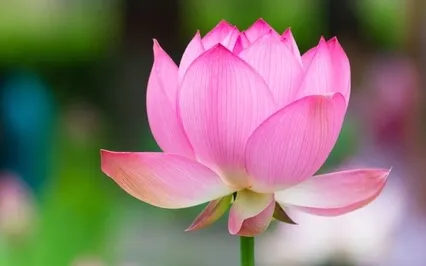 Socializing Is A Group Of Self-isolated People Take Pleasure