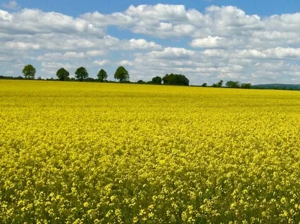 Sofia (Breathe Deeply & Sing Along Or Simply Receive)