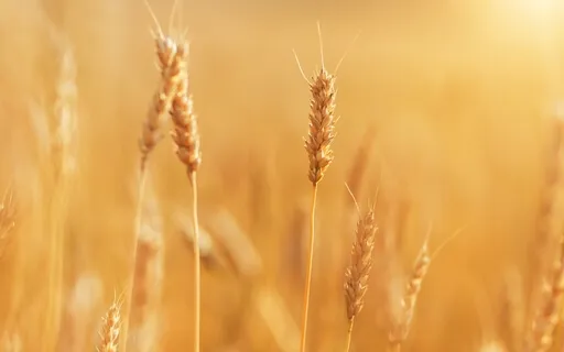 Soft & Cozy - Relaxing Piano Music