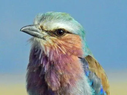 Soft Birds Singing For Restful Sleep