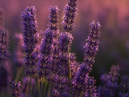 Soft Focus: Alpha Binaural Beats For Relaxed Creativity