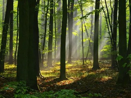 Soft Forest Whispers