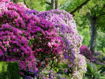 Soft Garden Footsteps