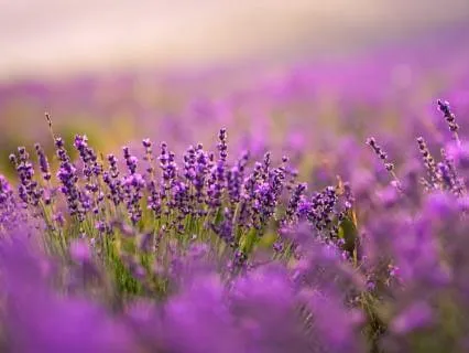 Soft Heart & Calm Nervous System