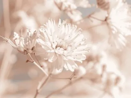 Soft Life Affirmations: Manifest Ease, Overflow & Abundance