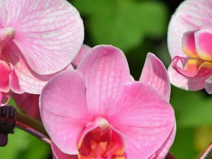 Soft Mindfulness Flow: 432 Hz Relaxation for Inner Ease